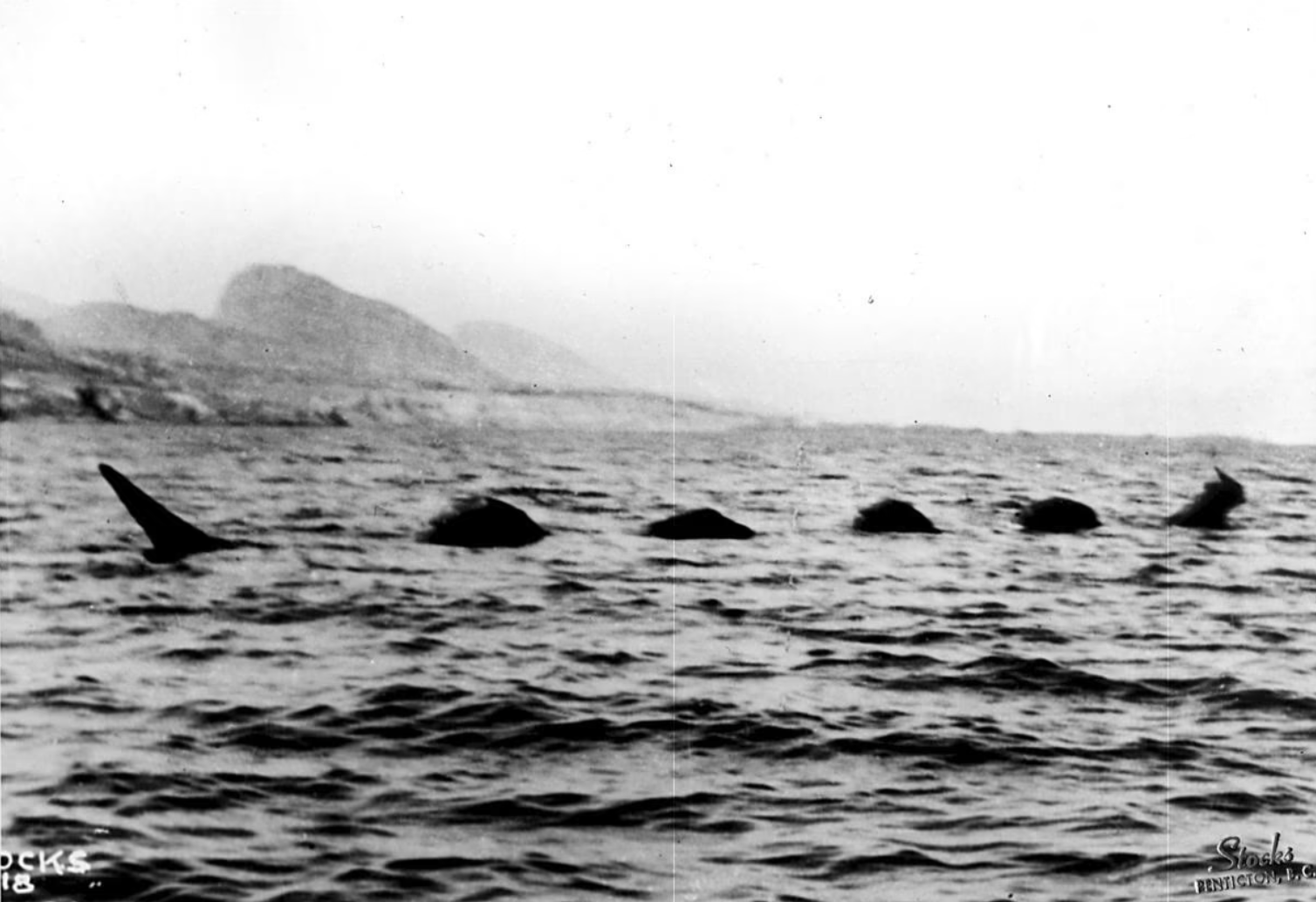 What Lurks Beneath: The Legend of Ogopogo — Swim Drink Fish